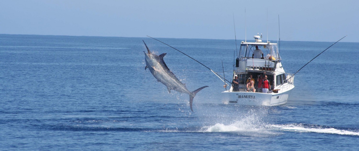 How to Fish for Black Marlin in Great Barrier Reef